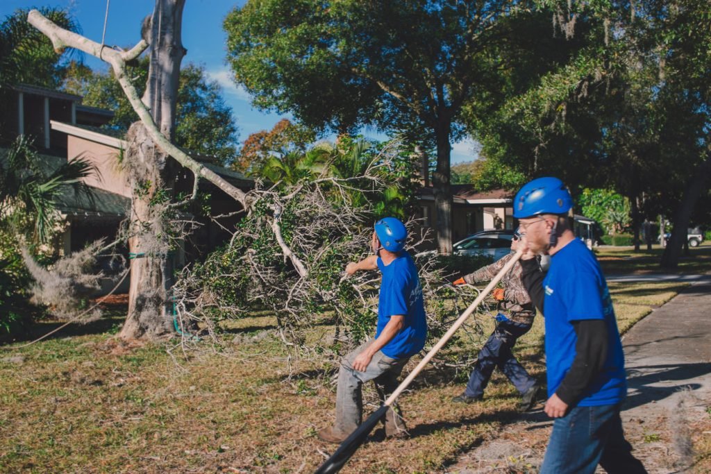 Best Tree Removal in Tucson Arizona !